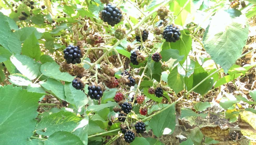 2016-12-03-memoir-dunja-cvjeticanin-the-vinograd-and-the-blackberry-bush